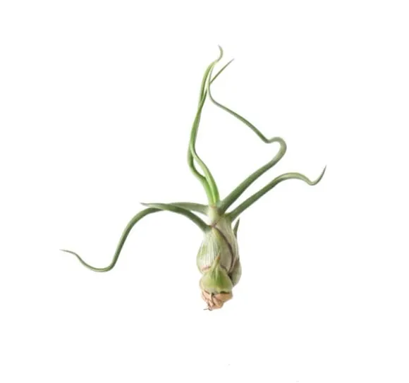 Tillandsia BULBOSA R 10 cm – luftplante uden jord