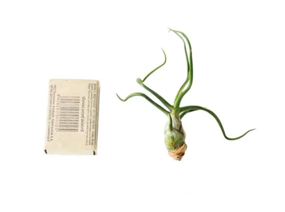 Tillandsia BULBOSA R 10 cm – luftplante uden jord