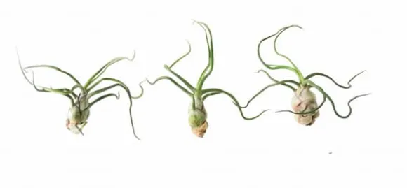 Tillandsia BULBOSA R 10 cm – luftplante uden jord