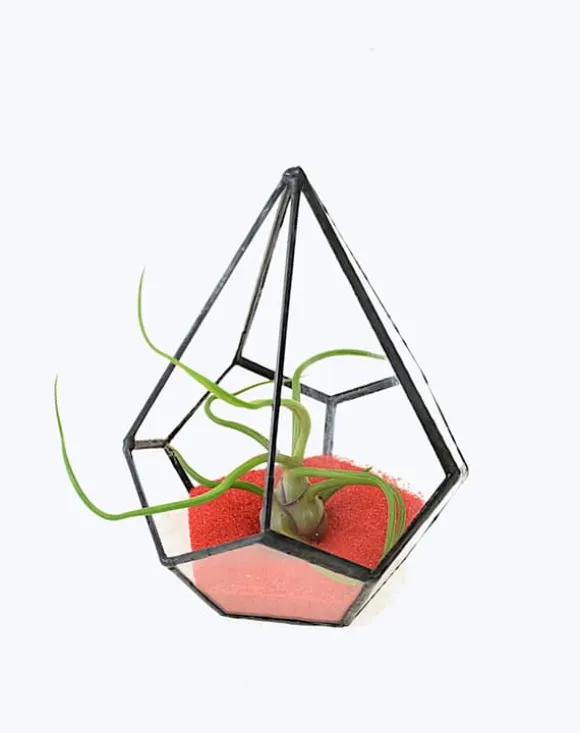 Tillandsia BULBOSA R 10 cm – luftplante uden jord