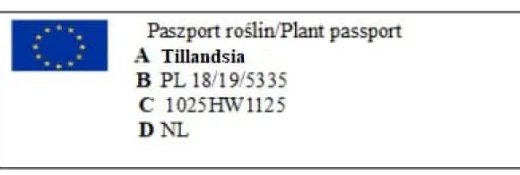 Tillandsia BULBOSA R 10 cm – luftplante uden jord