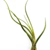 Tillandsia BUTZII S – luftplante uden jord