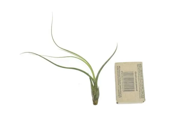 Tillandsia BUTZII S – luftplante uden jord