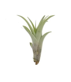 Tillandsia CAPITATA R 7–9 cm – luftplante uden jord