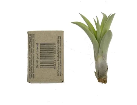 Tillandsia CAPITATA R 7–9 cm – luftplante uden jord
