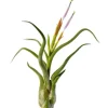 Tillandsia CAPUT MEDUSAE S 8 cm – luftplante uden jord