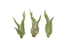 Tillandsia CAPUT MEDUSAE S 8 cm – luftplante uden jord