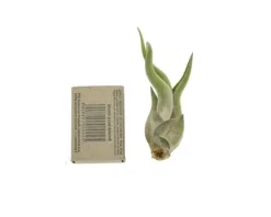 Tillandsia CAPUT MEDUSAE S 8 cm – luftplante uden jord