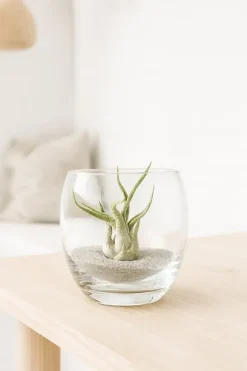 Tillandsia CAPUT MEDUSAE S 8 cm – luftplante uden jord