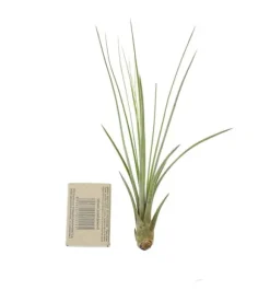 Tillandsia JUNCEA mini 14–17 cm – luftplante uden jord