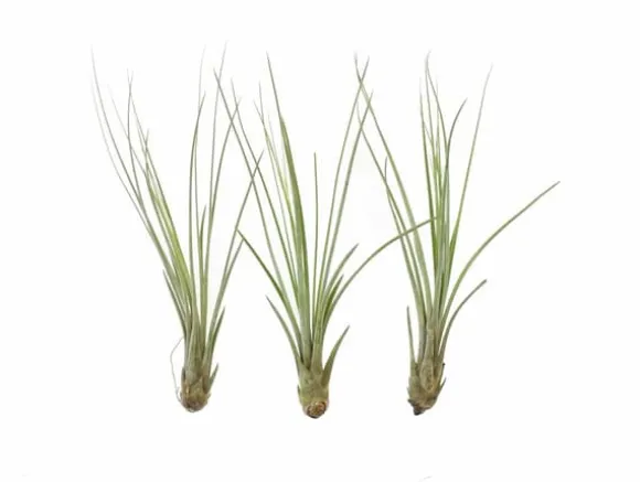 Tillandsia JUNCEA mini 14–17 cm – luftplante uden jord