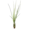 Tillandsia JUNCIFOLIA S 12 cm – luftplante uden jord