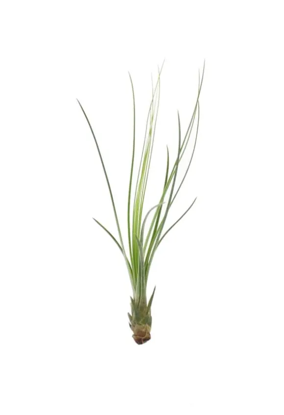 Tillandsia JUNCIFOLIA S 12 cm – luftplante uden jord