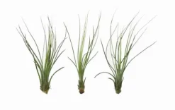 Tillandsia JUNCIFOLIA S 12 cm – luftplante uden jord