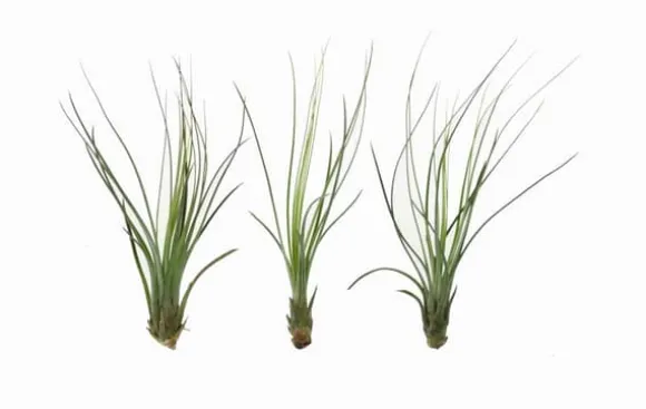 Tillandsia JUNCIFOLIA S 12 cm – luftplante uden jord