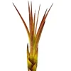 Tillandsia MELANOCRATER S 10 cm – luftplante uden jord