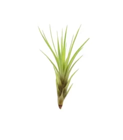 Tillandsia MELANOCRATER S 10 cm – luftplante uden jord