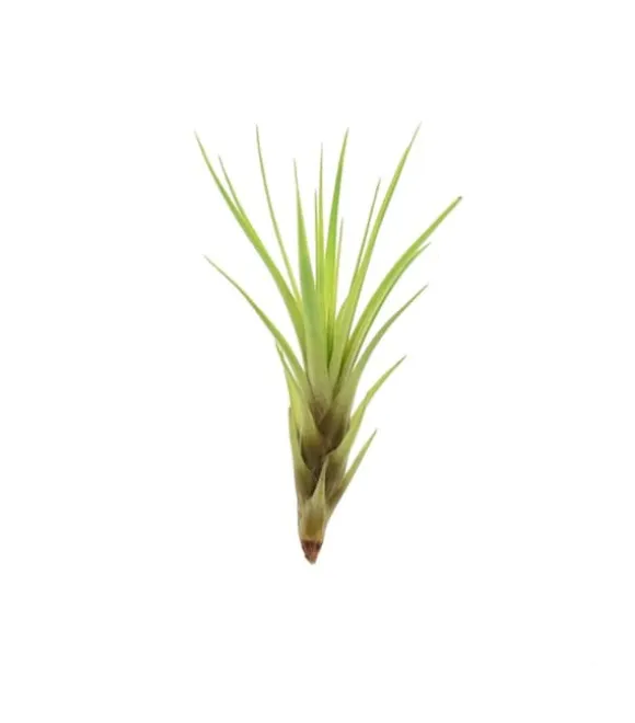 Tillandsia MELANOCRATER S 10 cm – luftplante uden jord