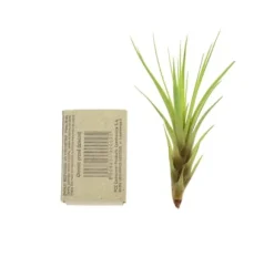 Tillandsia MELANOCRATER S 10 cm – luftplante uden jord