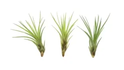 Tillandsia MELANOCRATER S 10 cm – luftplante uden jord