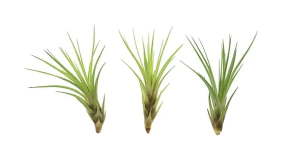 Tillandsia MELANOCRATER S 10 cm – luftplante uden jord