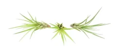 Tillandsia MELANOCRATER S 10 cm – luftplante uden jord