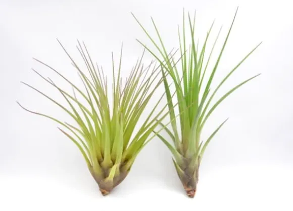 Tillandsia MELANOCRATER S 10 cm – luftplante uden jord