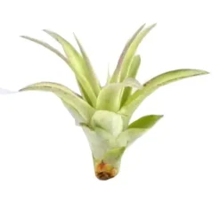 Tillandsia MULTIFLORA R 7 cm – luftplante uden jord