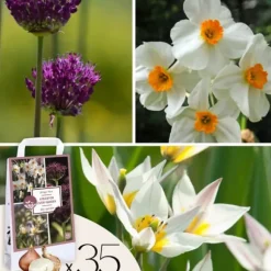 Tør Have Boks - 35 blomsterløg til tørre og solrige steder