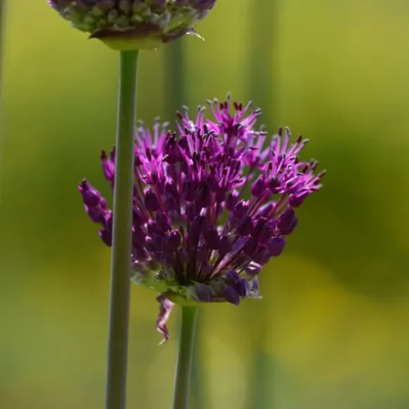 Tør Have Boks - 35 blomsterløg til tørre og solrige steder