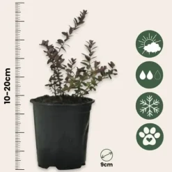 Tranebær - Sæt med 3 - Vaccinium macrocarpon 'Cranberry' - Højde 10-20cm - ⌀9cm