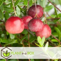 Tranebær - Sæt med 3 - Vaccinium macrocarpon 'Cranberry' - Højde 10-20cm - ⌀9cm