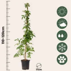 Trompetblomst - Campis radicans 'Flava' - Højde 110-120cm - ⌀17cm