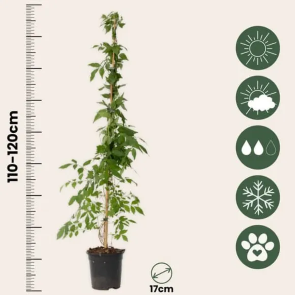 Trompetblomst - Campis radicans 'Flava' - Højde 110-120cm - ⌀17cm
