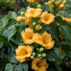 Trompetblomst - Campis radicans 'Flava' - Højde 110-120cm - ⌀17cm