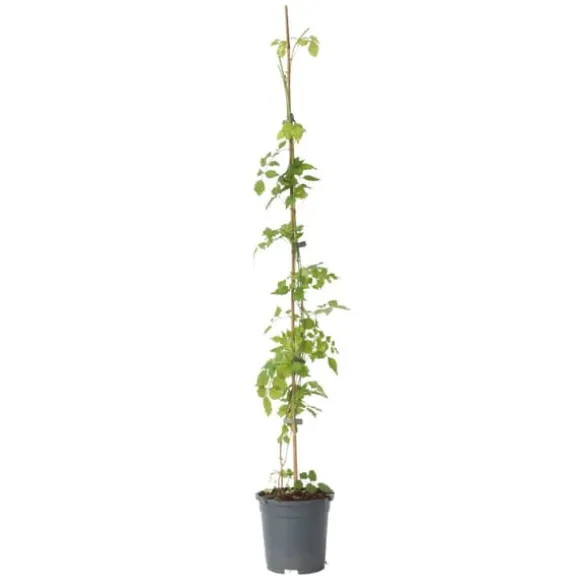 Trompetblomst - Campsis radicans - Højde 110-120cm - ⌀17cm
