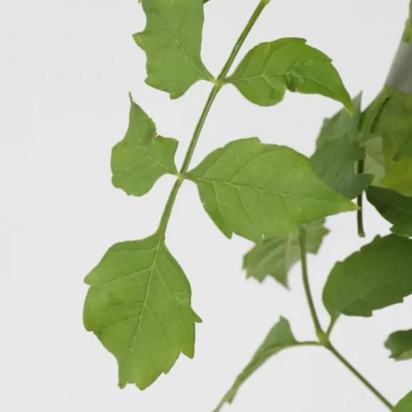 Trompetblomst - Campsis radicans - Højde 110-120cm - ⌀17cm