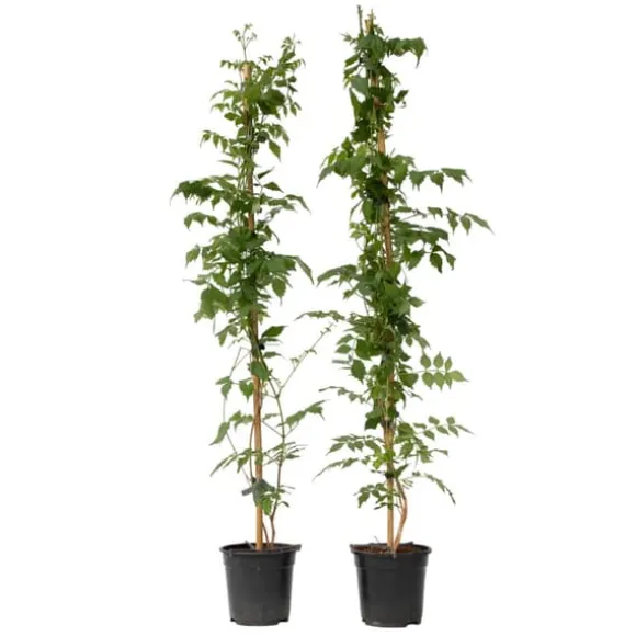 Trompetblomst - Sæt 2 - Campsis taglibuana 'Mme Galen' - Højde 110-120cm - ⌀17cm