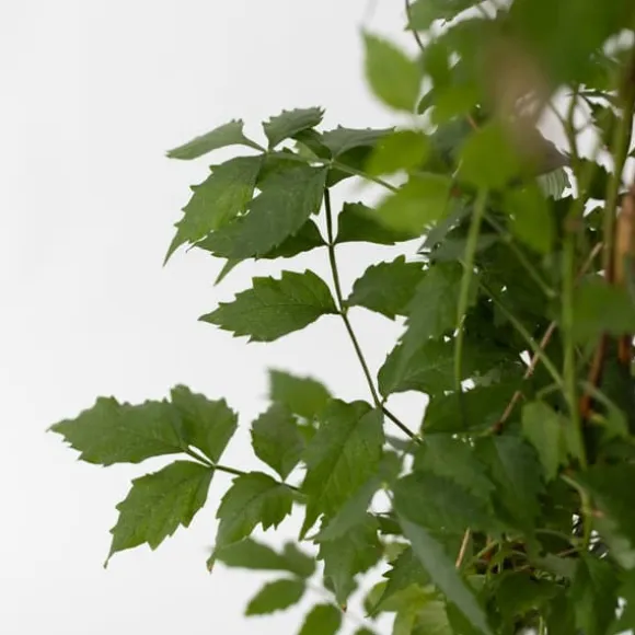 Trompetblomst - Sæt 2 - Campsis taglibuana 'Mme Galen' - Højde 110-120cm - ⌀17cm