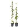 Trompetblomst - Sæt med 2 - Campsis radicans - Højde 110-120cm - ⌀17cm
