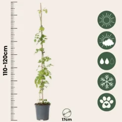 Trompetblomst - Sæt med 2 - Campsis radicans - Højde 110-120cm - ⌀17cm