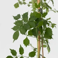 Trompetblomst - Sæt med 2 - Campis radicans 'Flava' - Højde 110-120cm - ⌀17cm