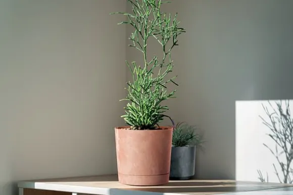 Tubo P Beton Effect 240E rund urtepotte med underkop | Antracit