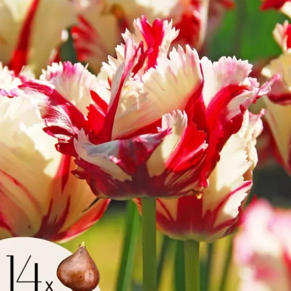 Tulipanløg - Sæt med 14 - Tulipa 'Estella Rijnveld' - Blomsterløg - Rød