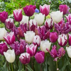 Tulipanløg - Sæt med 35 - Tulipa 'Pastel' - Blomsterløg - Flerfarvet