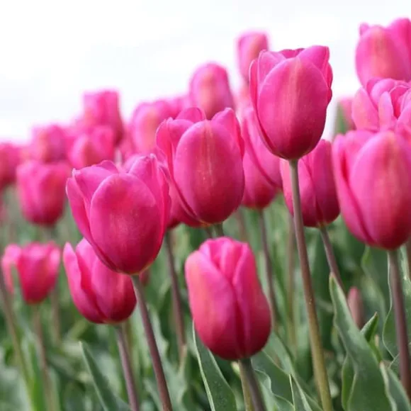 Tulipanløg - Sæt med 35 - Tulipa 'Pastel' - Blomsterløg - Flerfarvet