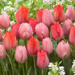 Tulipanløg - Sæt med 80 - Tulipa 'Salmon', 'Van Eijk' - Blomsterløg - Rød