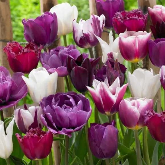 Tulipanløg - Sæt med 35 - Tulipa 'Blueberry' - Blomsterløg - Lilla