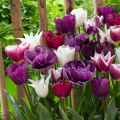 Tulipanløg - Sæt med 35 - Tulipa 'Blueberry' - Blomsterløg - Lilla