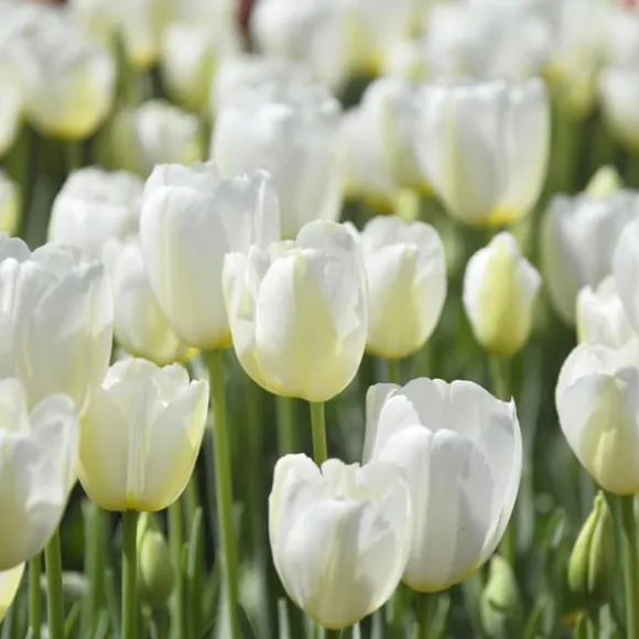 Tulipanløg - Sæt med 35 - Tulipa 'Blueberry' - Blomsterløg - Lilla